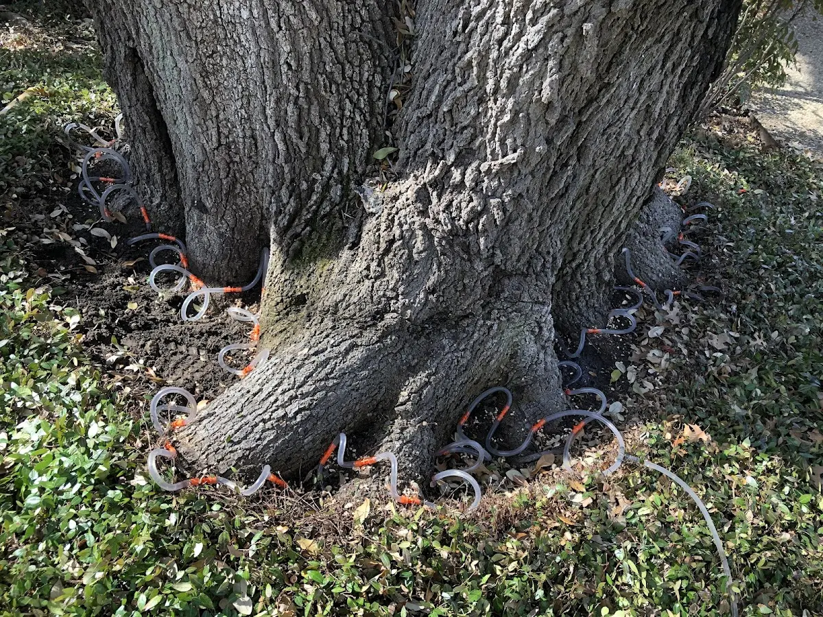 Detailed Shrub and Hedge Trimming job site in Belle