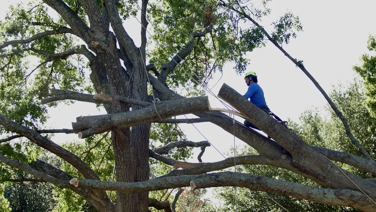 Professional Hazardous Tree Removal performed by certified arborists in Belle