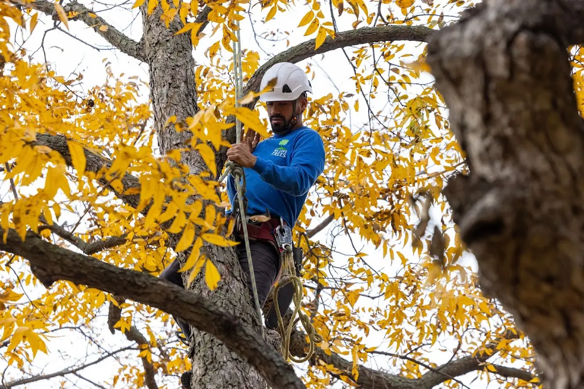 Skilled Tree Trimming crew working in Belle